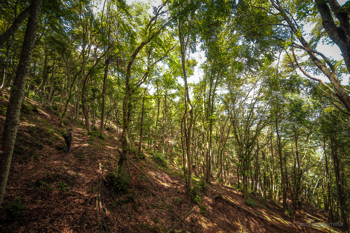 Foreste Casentinesi